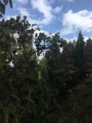 Pueraria montana lobata