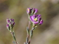 Comesperma retusum