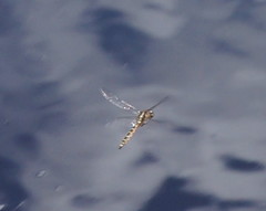 Procordulia jacksoniensis