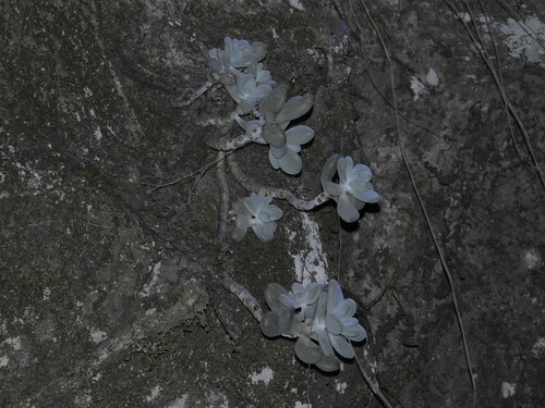 Graptopetalum amethystinum