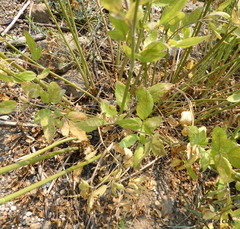 Osmorhiza occidentalis