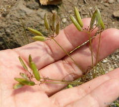 Osmorhiza occidentalis