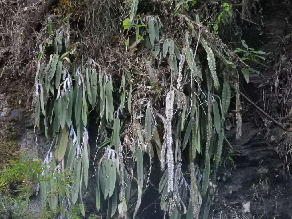 Epidendrum falcatum
