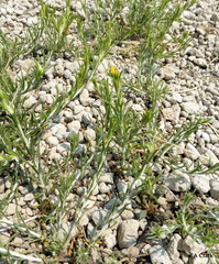 Ericameria parryi aspera