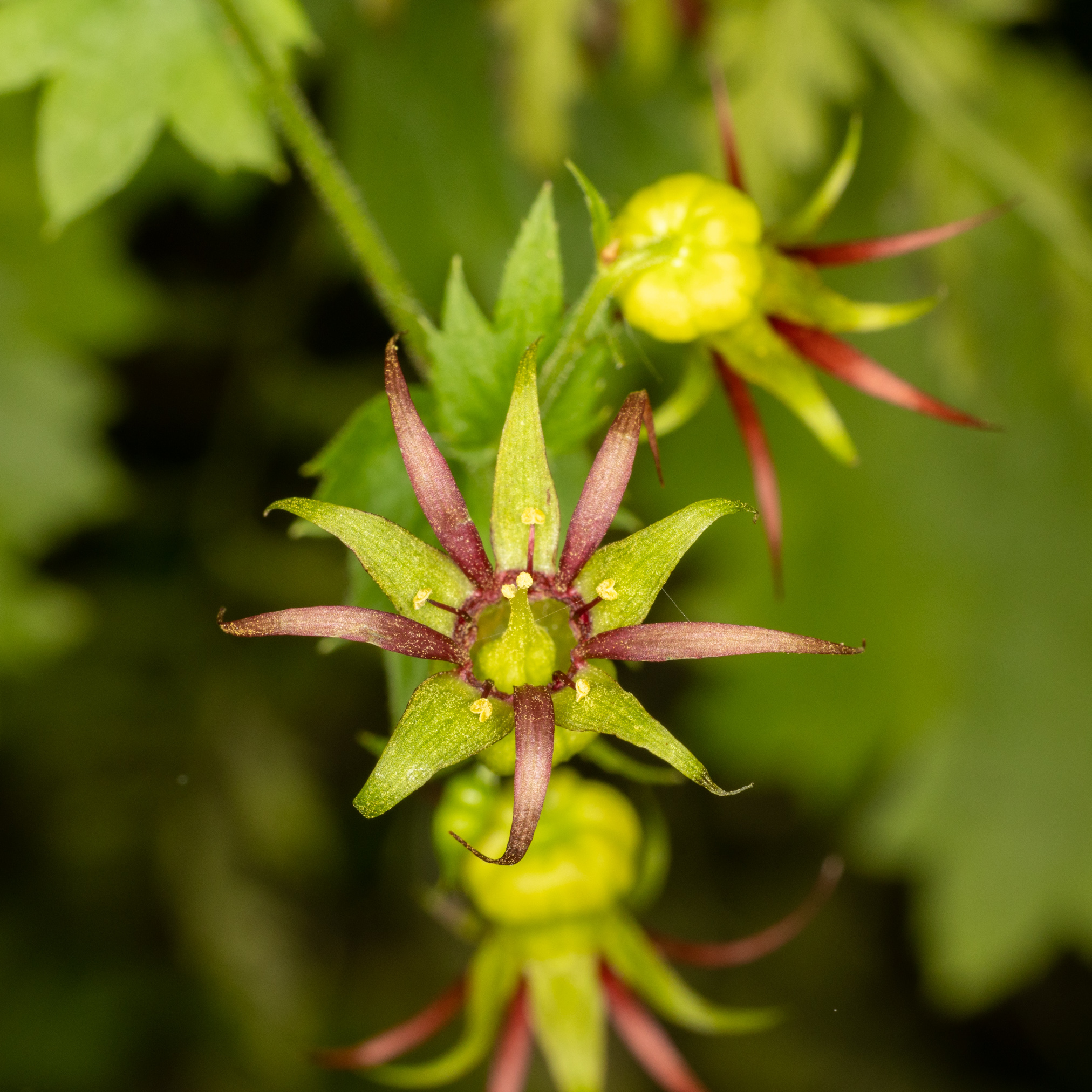Bolandra oregana