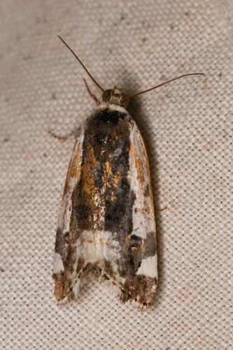 Tarache major