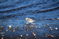 Calidris alba