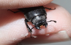 Lissotes subcaeruleus