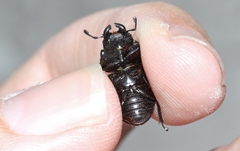 Lissotes subcaeruleus