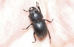 Lissotes subcaeruleus