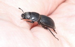 Lissotes subcaeruleus