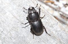 Lissotes subcaeruleus