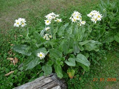 Senecio smithii