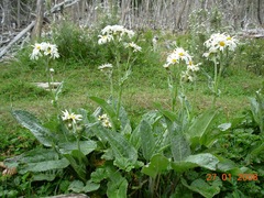 Senecio smithii