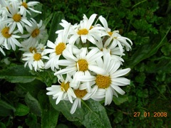 Senecio smithii