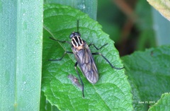Odontosabula
