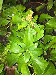 Pachysandra