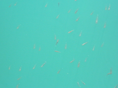 Hypomesus olidus