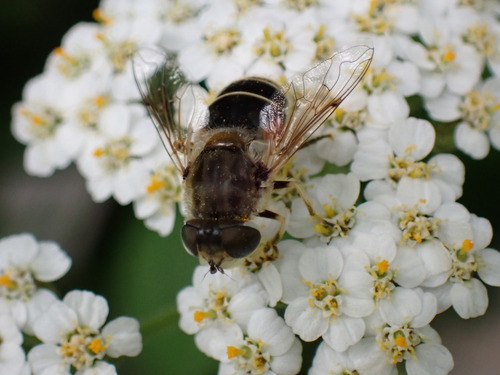 Eurasian Drone Fly photo 4