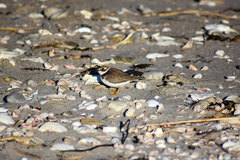Charadrius semipalmatus