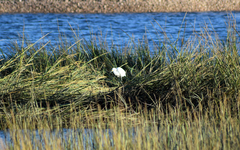 Egretta thula