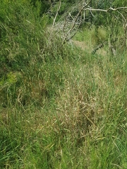 Phalaris canariensis