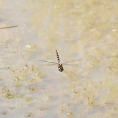 Procordulia jacksoniensis