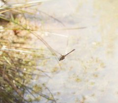 Procordulia jacksoniensis