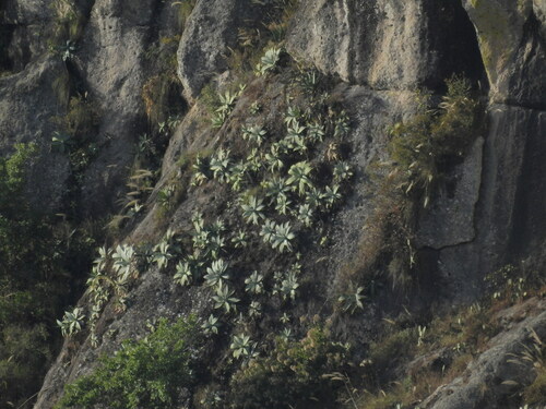 Agave pedunculifera