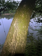 Ulmus serotina, photograph (c) Jared Shorma, some rights reserved (CC BY)