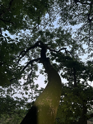 Ulmus serotina, photograph 3