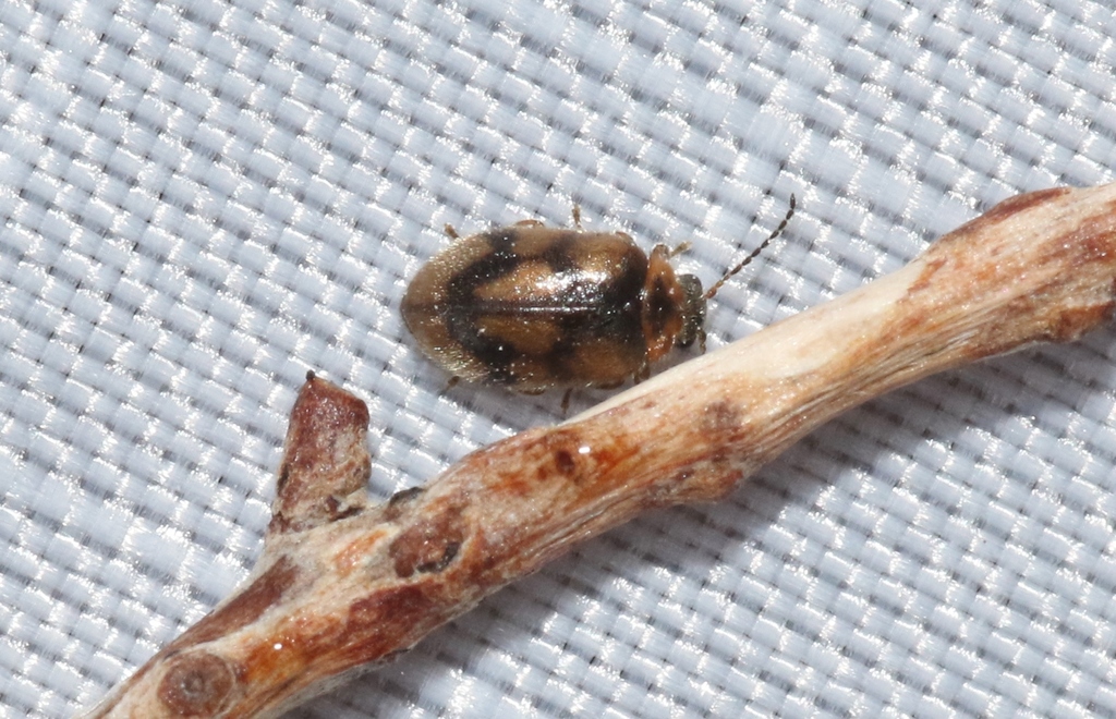 Pseudomicrocara