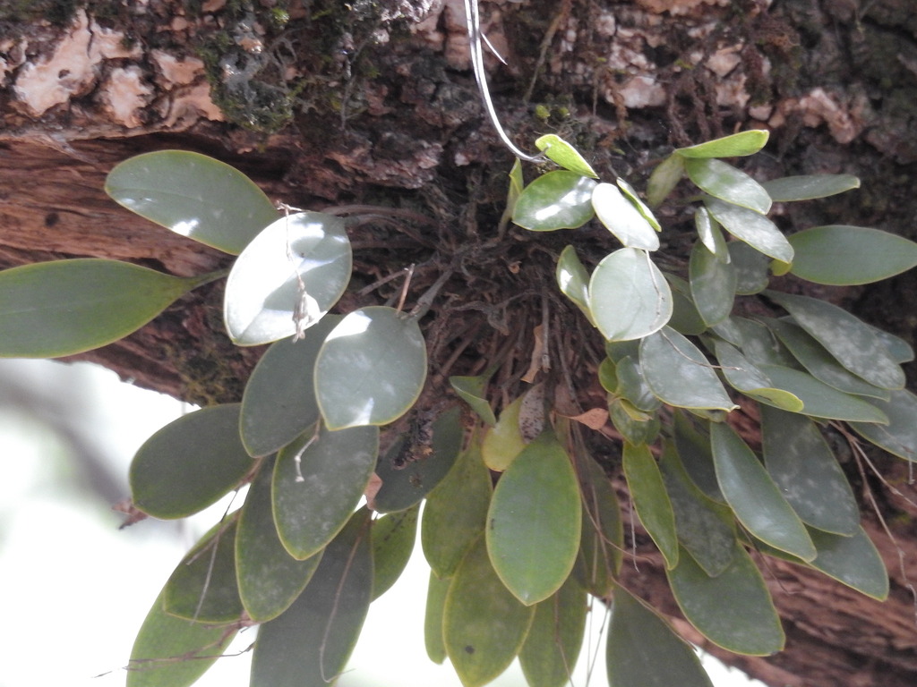Stelis xerophila