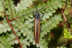 Eurispa vittata