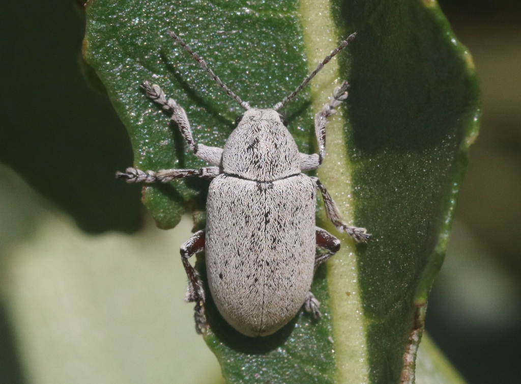 Glyptoscelis albida