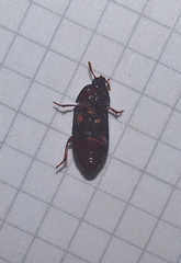 Uloma tenebrionoides