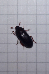 Uloma tenebrionoides