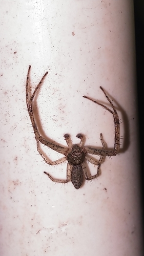 Tmarus rubromaculatus