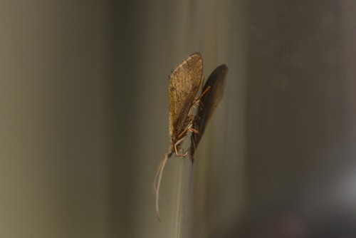 Conoesucidae