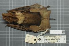 Harrison's Large-Eared Giant Mastiff Bat photo 3
