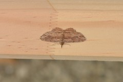 Chloroclystis filata