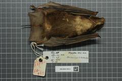 Harrison's Large-Eared Giant Mastiff Bat photo 4