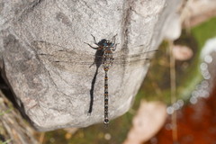 Austroaeschna hardyi