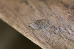 Phaeosaces compsotypa