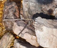 Austroaeschna hardyi