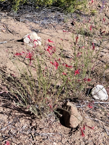 Image of Ipomopsis tenuifolia by no rights reserved