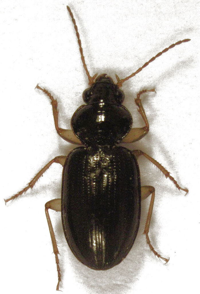 Amblytelina