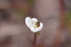 Drosera murfetii