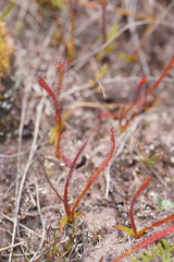 Drosera murfetii
