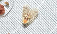 Saccharodite chrysonoe